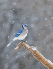 Sticker - Blue Jay (Cyanocitta cristata) perched on a branch on a cold snowy Canadian winter day.