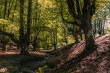 Fototapeta  - Forest of beech tree with a little river across the forest