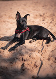 Fototapeta  - Puppy at the be beach