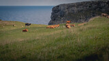 Fototapeta  - cows in the field