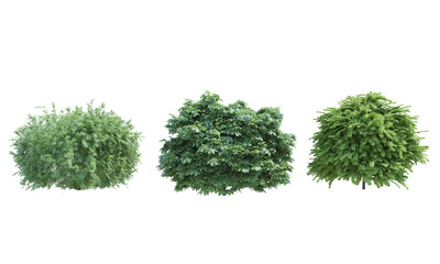 elderberry bottlebrush buckeye bush shrub staghorn sumac set alpha channel