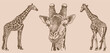 Graphical vintage set of giraffes ,vector illustration,African animal,element for design