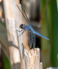 Wall Mural - Male Slaty Skimmer on Wetland Vegetation