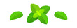 Mint leaves vector set. Peppermint leaf, mint plant