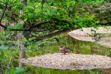 Wall Mural - duck in the forest