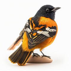 Canvas Print -  a colorful bird sitting on top of a piece of wood on a white background with a black and orange bird on it's head.  generative ai