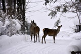 atak zimy na Podhalu, śnieg, zaspy, Zakopane, Polska