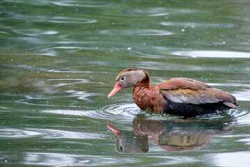 Wall Mural - black-bellied whistling duck looks down at the water surface on a lagoon in audubon park, new orlean