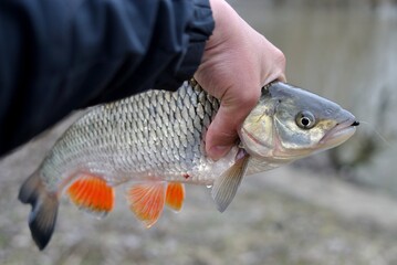 Wall Mural - Spring fishing on the river, catch.