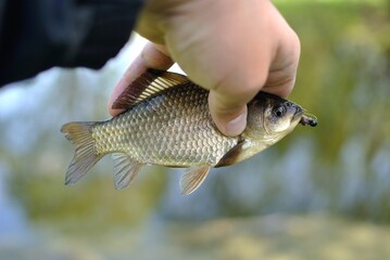 Wall Mural - Spring fishing on the river, catch.