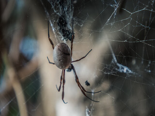spider on a web