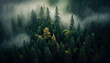  foggy forest landscape view from above
