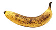 Yellow very ripe (overripe) banana isolated on transparent background cutout PNG