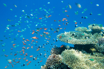 Poster - Tranquil underwater scene with copy space