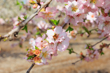 Sticker -  Delicate white - pink flowers attract bees