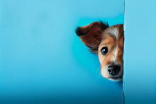 Scared Puppy, Why Did Something Wrong, Peeks Out From Behind A Corner On A Blue Background, With Space For Text