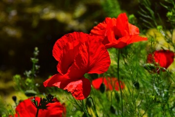 Wall Mural - red poppy flower