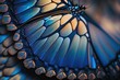 Blue Clipper Butterfly Wing - closeup butterfly wing blue. iridescent, background wallpaper texture