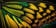 © Fox Ave Designs - Butterfly Wing - closeup butterfly wing yellow black green. iridescent, background wallpaper texture