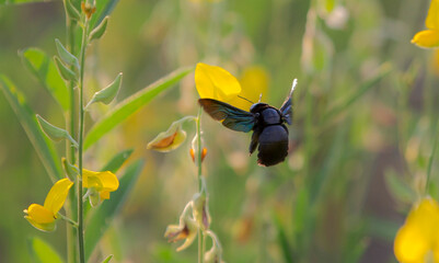 Blue bug on the grass in the morning. Close up.