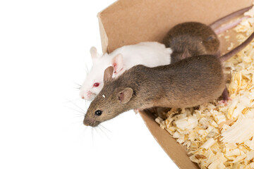 Wall Mural - Cute little rats isolated on white background