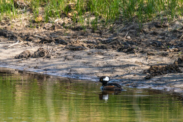 Wall Mural - duck on the water