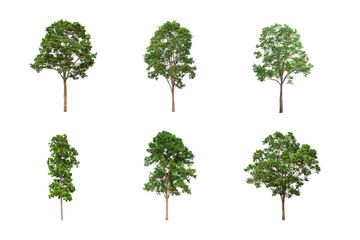 collection of isolated trees on white background, a beautiful trees from thailand, suitable for use 