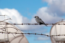 White Cliffs Australia, Immature Black-faced Cuckoo Shrike Perched On Barbwire Fence