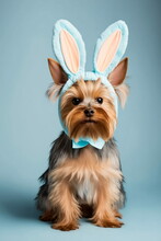 Yorkshire Terrier Easter Dog With. Pastel Easter Bunny Ears Cute Full