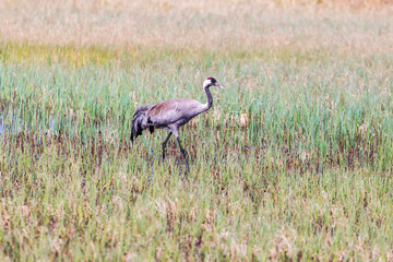 Poster - Crane walking in a moor at spring