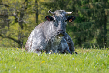 Wall Mural - Blanc Bleu Belge cow in the grass