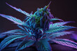 In nature, the blue dream cannabis type is a purple marijuana plant bud. Generative AI