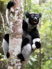 Wall Mural - Indri, Indri indri. He clings to a strong trunk and looks at the photographer in amazement. Mantadia National Park. Madagascar