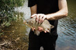 © Cavan Images - Freshly caught carp in the hands of a fisherman close-up