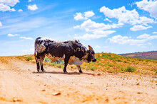 Arizona, Bull Andbuffalos Farm, Cows In A US Farm