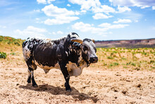 Arizona, Bull Andbuffalos Farm, Cows In A US Farm