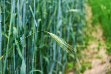 Ear Of Wheat On A Blurred Background Of Green Vegetation, Close-up