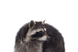 Fototapeta Zwierzęta - Head shot of cute Raccoon aka procyon lotor. Looking to the side showing profile. Isolated cutout on a transparent background.