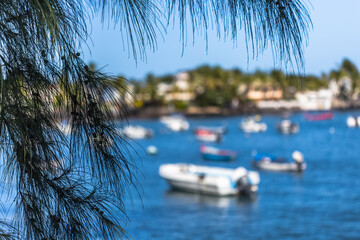 Poster - Filaos sur Bassin pirogue, île de la Réunion 