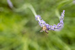 Insektenparadies am Lavendel