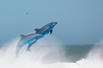 Wall Mural - Group of dolphins jumping on the water - Beautiful seascape and blue sky