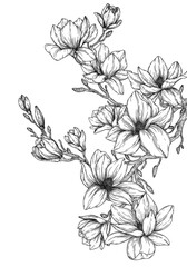  Vector illustration of magnolia blossom branch in engraving style