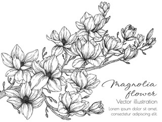 Wall Mural - Vector illustration of magnolia blossom branch in engraving style