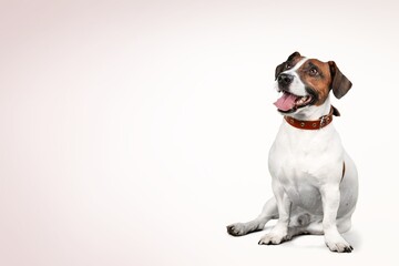 Wall Mural - Cute domestic dog pet posing