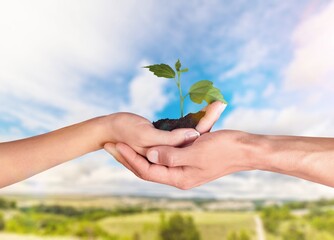 Wall Mural - Earth day concept, hands hold a green plant