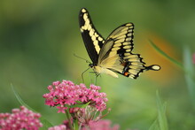 Giant Swallowtail Butterfly (papilio Cresphontes)  Nectaring On Swamp Milkweed (asclepias Incarnata)