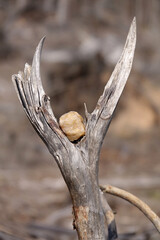 Poster - Skulptur im Wald