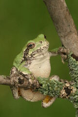 Wall Mural - Gray treefrog (hyla versicolor) on a branch with lichens