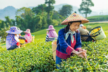 Group Of Senior Asian Woman In Traditional Cloth Picking Fresh Tea Leaves In The Morning In Her Hill Side Tea Farming And Plantation Business Concept