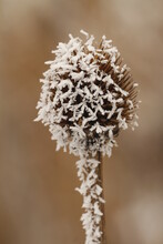 Frost Covered Coneflower Head